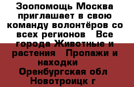 Зоопомощь.Москва приглашает в свою команду волонтёров со всех регионов - Все города Животные и растения » Пропажи и находки   . Оренбургская обл.,Новотроицк г.